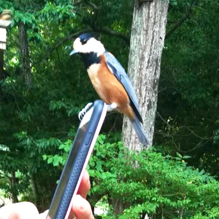 Woof Woof Uᵔᴥᵔuさんの投稿 西湖野鳥の森公園 ことりっぷ