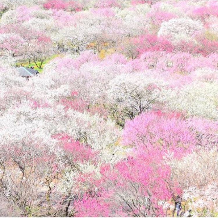 ゆみさんの投稿 いなべ梅林公園 ことりっぷ