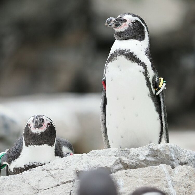 スズマメさんの投稿 よこはま動物園ズーラシア ことりっぷ