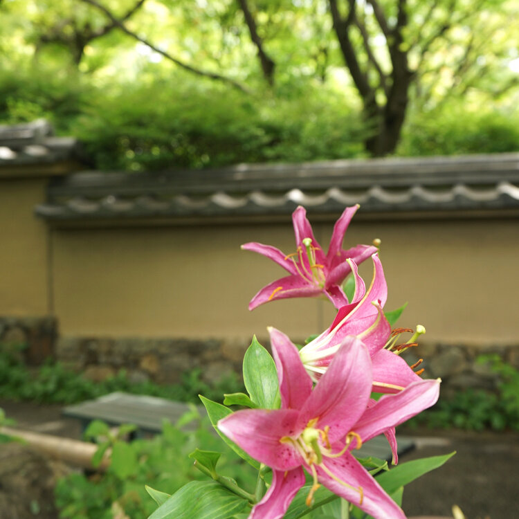 Merryさんの投稿 筥崎宮花庭園 ことりっぷ