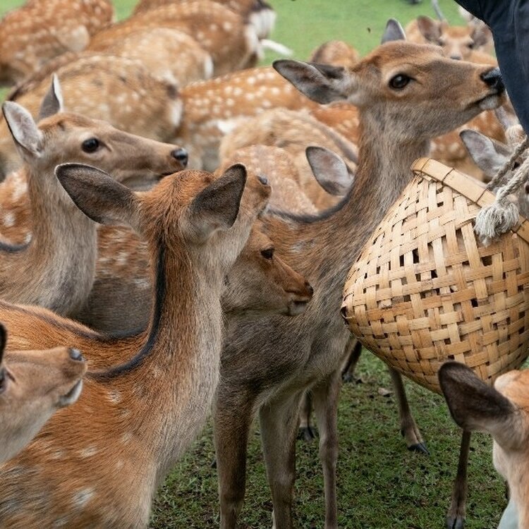 Naoさんの投稿 奈良公園 飛火野 ことりっぷ