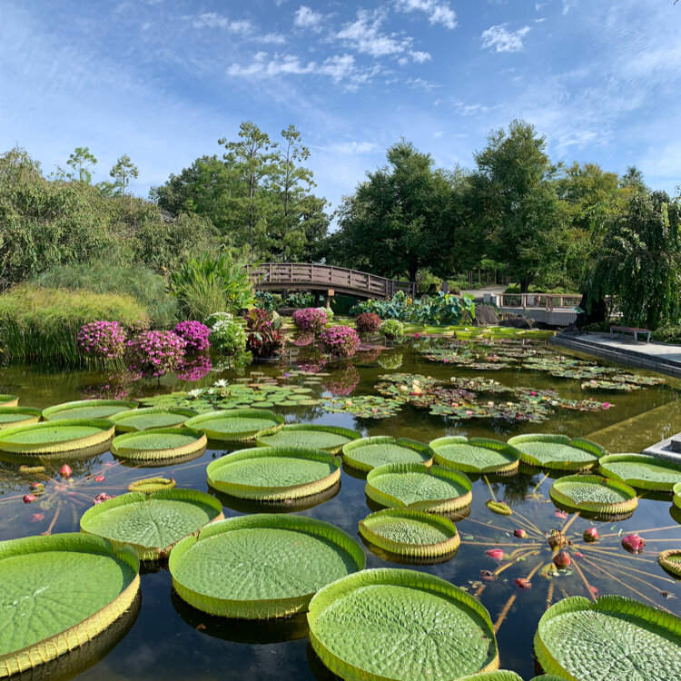 とっきんさんの投稿 滋賀県草津市立水生植物公園みずの森 ことりっぷ