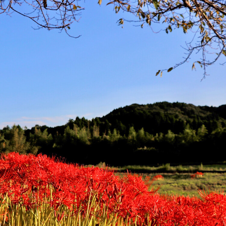 ちば 虹色こまち さんの投稿 石神菜の花畑 ことりっぷ