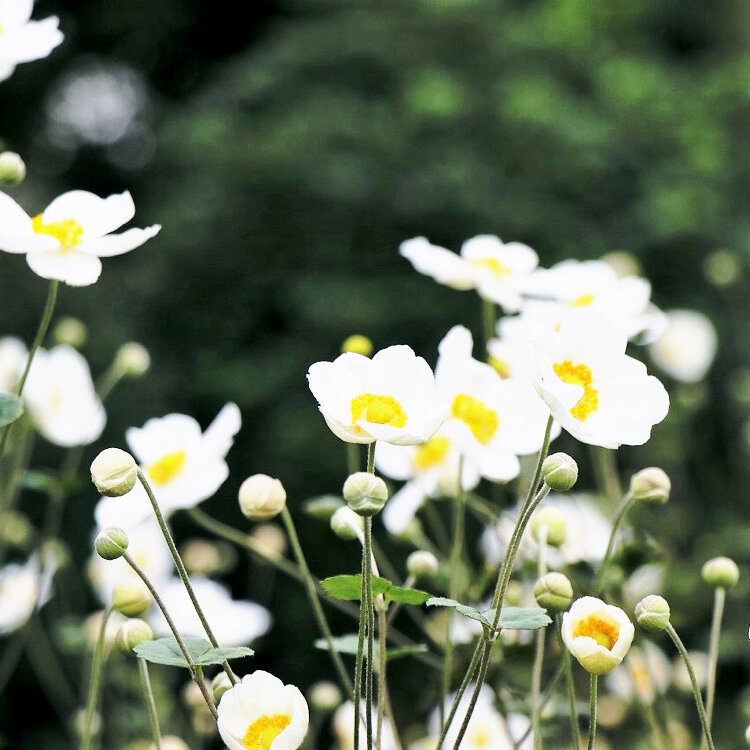 ちば 虹色こまち さんの投稿 市川市万葉植物園 ことりっぷ