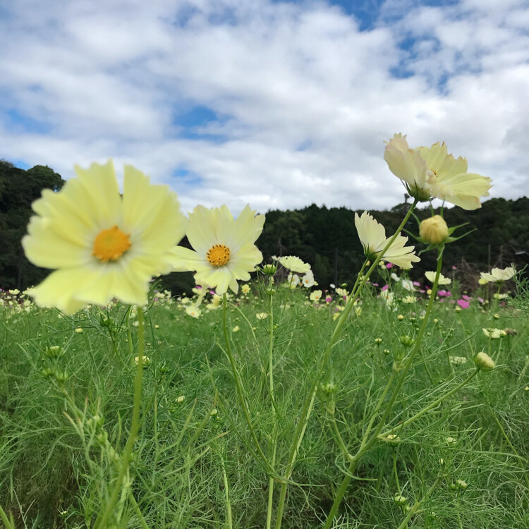 まるこさんの投稿 下松スポーツ公園 ことりっぷ