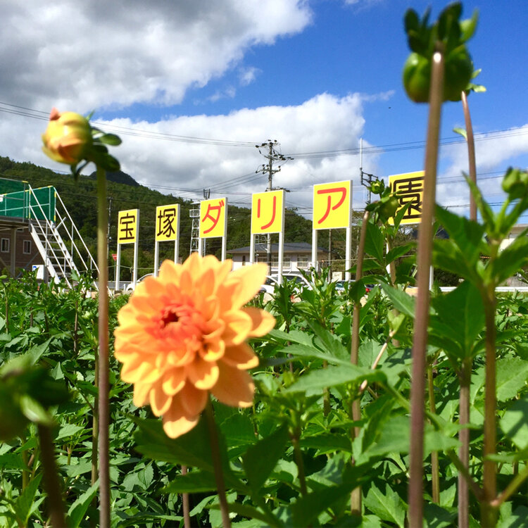 Goroさんの投稿 宝塚ダリア園 ことりっぷ