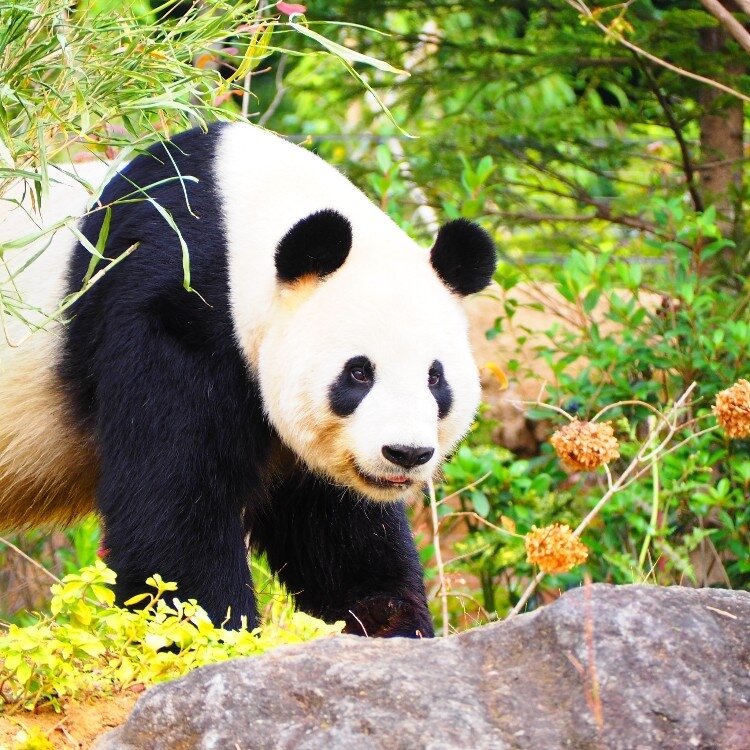 くまこさんの投稿 上野動物園 ことりっぷ