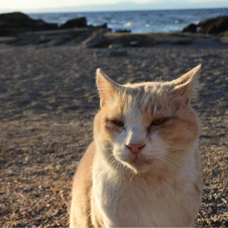 モカねこ さんの投稿 城ヶ島 ことりっぷ