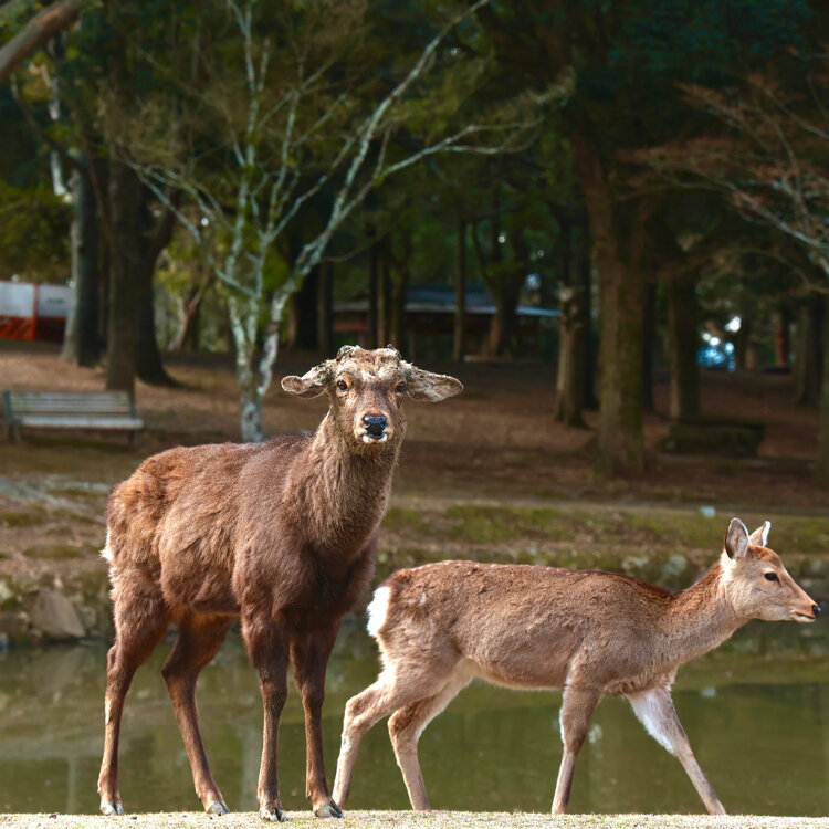 奥藤葉 神奈さんの投稿 奈良公園 片岡梅林 ことりっぷ