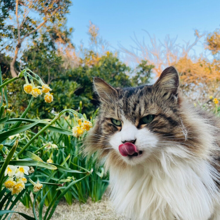 モカねこ さんの投稿 城ヶ島 ことりっぷ