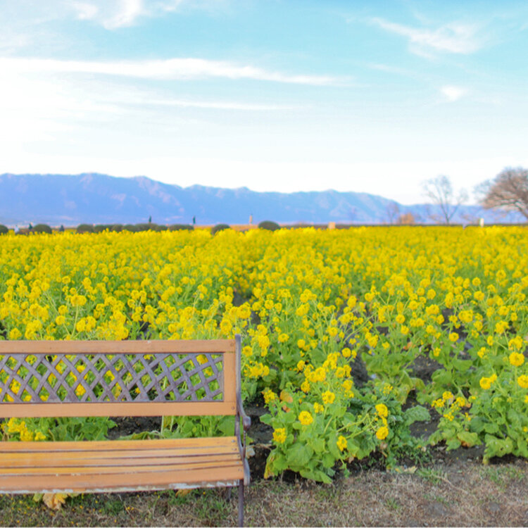 Lily7337さんの投稿 守山第一なぎさ公園 ことりっぷ