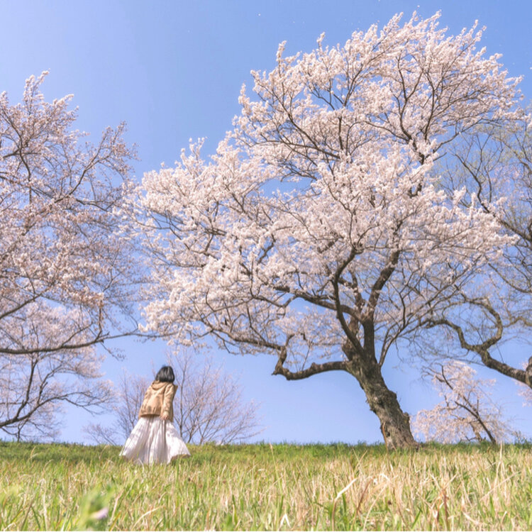 Mayumi さんの投稿 国営木曽三川公園 138タワーパーク ことりっぷ