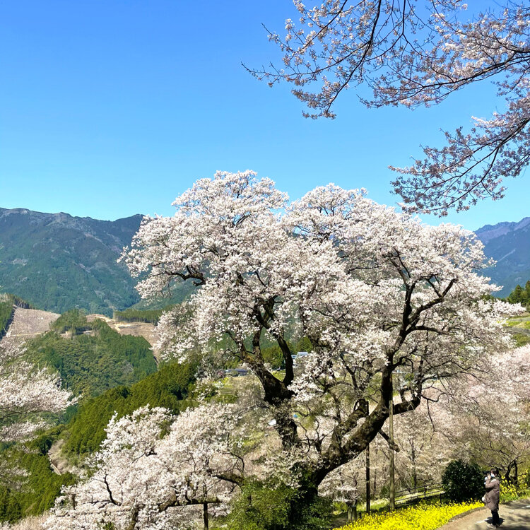 Satsuki さんの投稿 ひょうたん桜公園 ことりっぷ