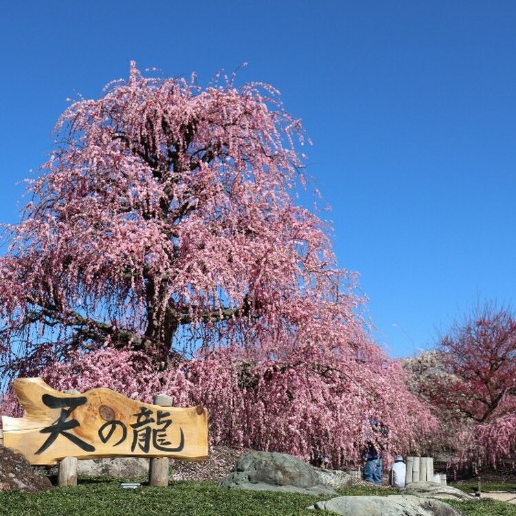 りんりんさんの投稿 鈴鹿の森庭園 ことりっぷ