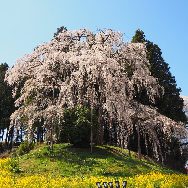 Ayuさんの投稿 合戦場のしだれ桜 ことりっぷ