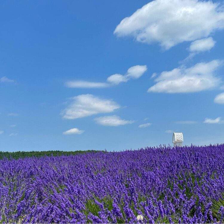 ニーナさんの投稿 かみふらの日の出ラベンダー園 ことりっぷ