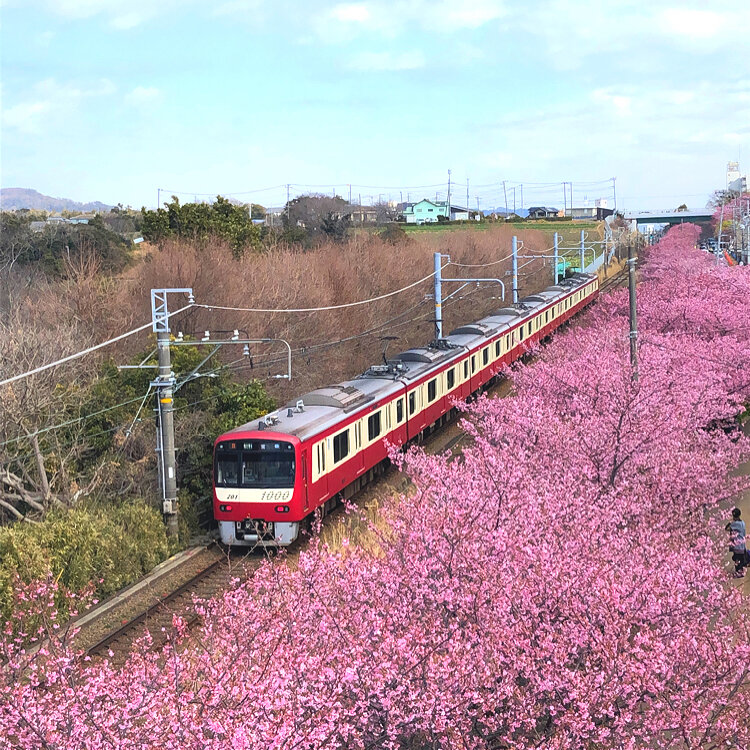 ミントさんの投稿 三浦海岸河津桜並木 ことりっぷ