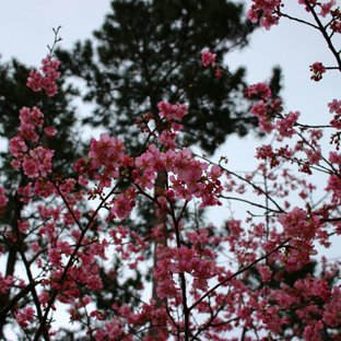 白子町 桜まつり ことりっぷ厳選 おでかけ 観光情報