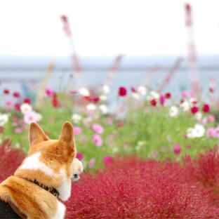 犬の旅 おでかけ情報 155件 ことりっぷ編集部おすすめ