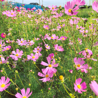 花のある風景の旅 おでかけ情報 54件 ことりっぷ編集部おすすめ