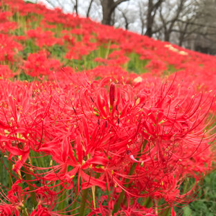 彼岸花の旅 おでかけ情報 260件 ことりっぷ編集部おすすめ