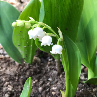 すずらんの花の旅 おでかけ情報 1件 ことりっぷ編集部おすすめ