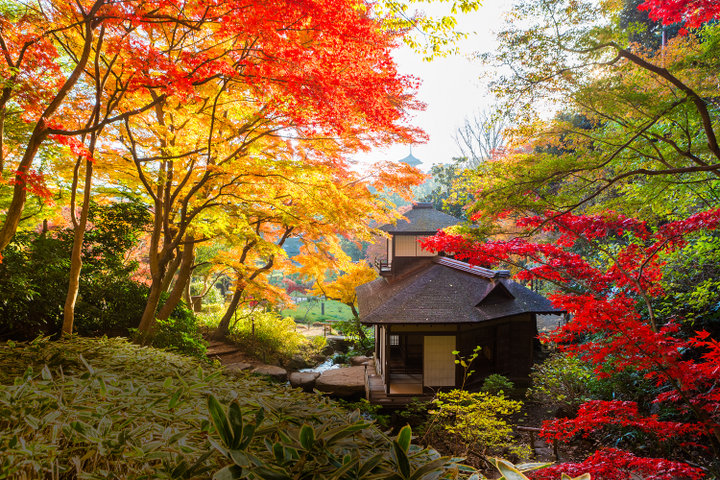 今が見頃 横浜でみつけた紅葉の穴場絶景スポット ことりっぷ