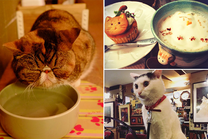 ことりっぷアプリで話題 もふもふしたい 猫に出会える都内の猫カフェ 看板猫のいるお店 ことりっぷ