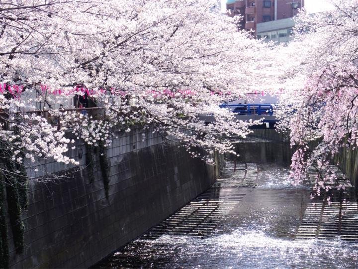 目黒川 約800本のソメイヨシノが見られる 桜並木周辺のおしゃれなお店 ことりっぷ