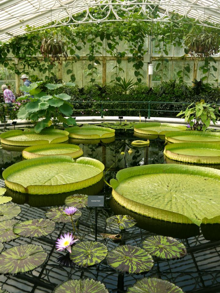 世界一有名な植物園 4万種が見られる キューガーデン の楽しみ方 ことりっぷ