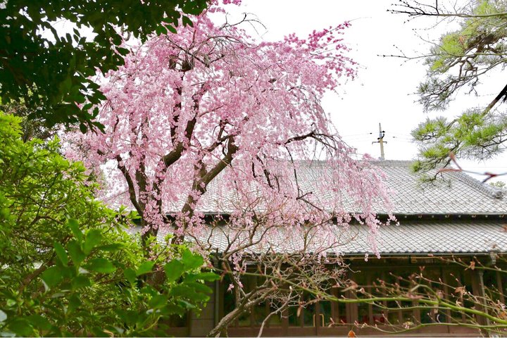 縁側から枝垂れ桜を眺められる古民家カフェ 昭和の家 ことりっぷ