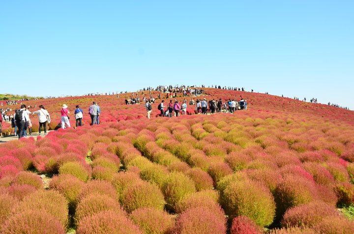 フォトジェニックなスポットがたくさん コキアの絶景と絶品 栗スイーツ をめぐる茨城さんぽ ことりっぷ