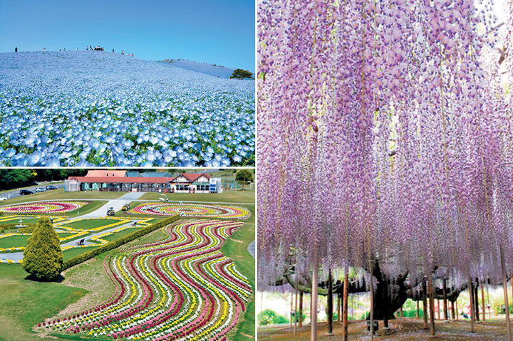 関東 色とりどりの花々を鑑賞 見渡す限り一面に広がる花スポット3選 ことりっぷ