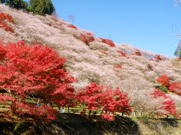 桜と紅葉の競演を楽しみ 体験 カフェでほっこり 愛知 東部で秋のワンデイトリップ ことりっぷ