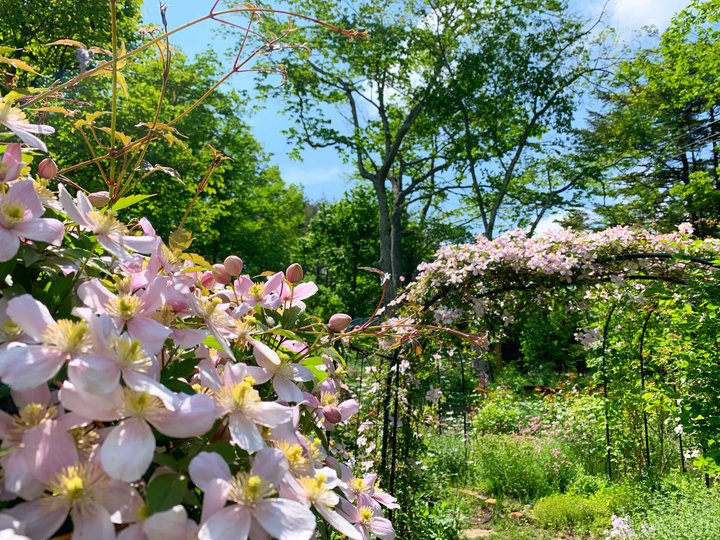 軽井沢の別荘地にある隠れ家カフェ ハンナフラガーデンカフェ で バラに囲まれてゆったりとしたひと時を ことりっぷ