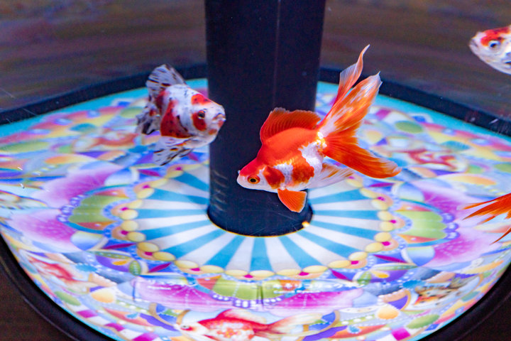 招待券プレゼント すみだ水族館 の日本最大級の金魚展示空間に新展示が登場 金魚 Love 展 ことりっぷ