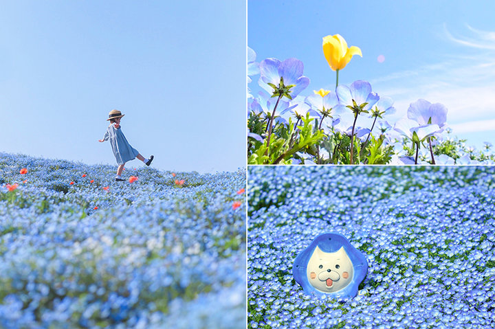 招待券プレゼント 100万株の青い花が咲き誇る 大阪 ネモフィラ祭り ことりっぷ