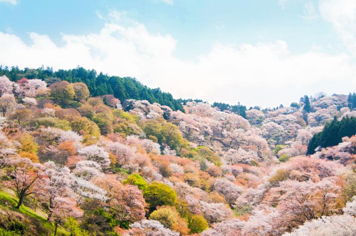 桜の絶景が眺められるカフェ お食事処４選 日本一の名所 奈良県吉野山へ ことりっぷ