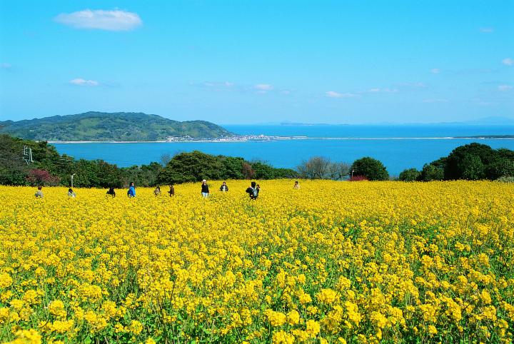 50万本の菜の花が広がる離島 のこのしま へ フェリー10分で春の島さんぽ ことりっぷ