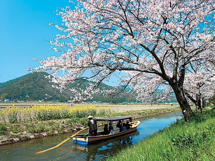 桜の季節がおすすめ 近江八幡に来たらやってみたい３つのこと ことりっぷ