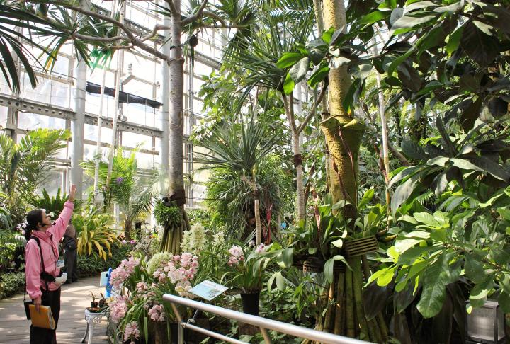 世界中の花に出会う週末 国内最大級の温室をもつ植物園 咲くやこの花館 ことりっぷ