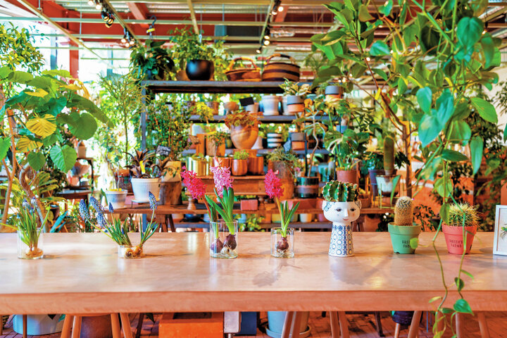 植物に癒される空間へ ゆったりリラックスできる神戸のボタニカルカフェ ことりっぷ