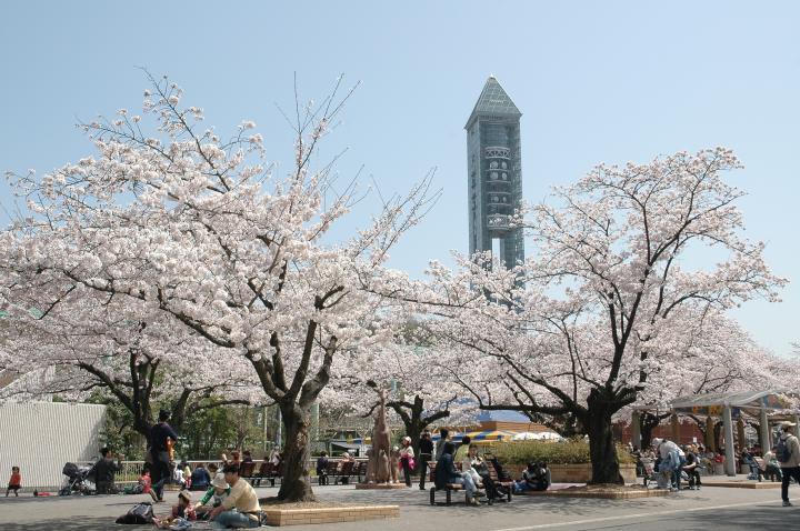 朝から1日楽しめる 名古屋 東山動植物園周辺を桜さんぽ ことりっぷ