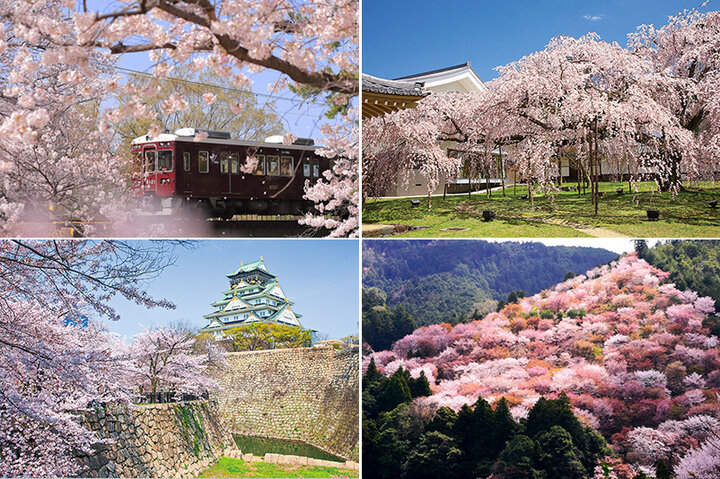 名将も愛した醍醐寺のしだれ桜から 信仰の地 吉野山を淡く染める山桜まで 西日本の桜の名所6選 ことりっぷ