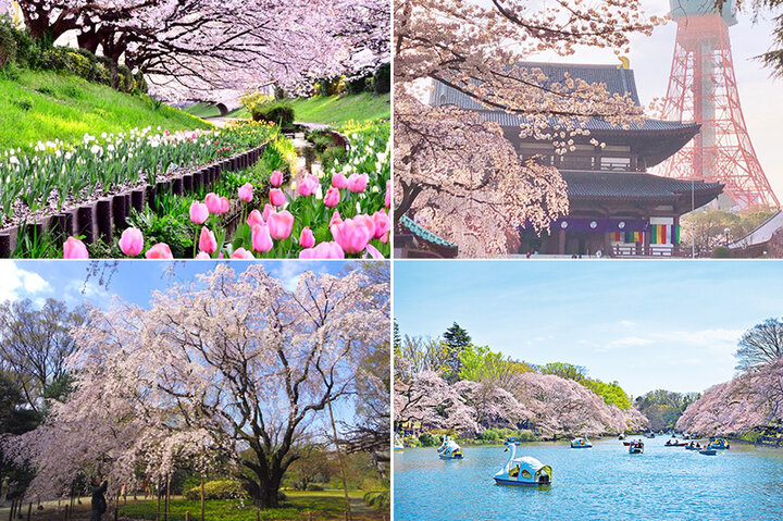 東京タワーを背にした姿も美しい増上寺から埼玉の名所 幸手権現堂桜堤まで 東京 近郊の桜スポット6選 ことりっぷ