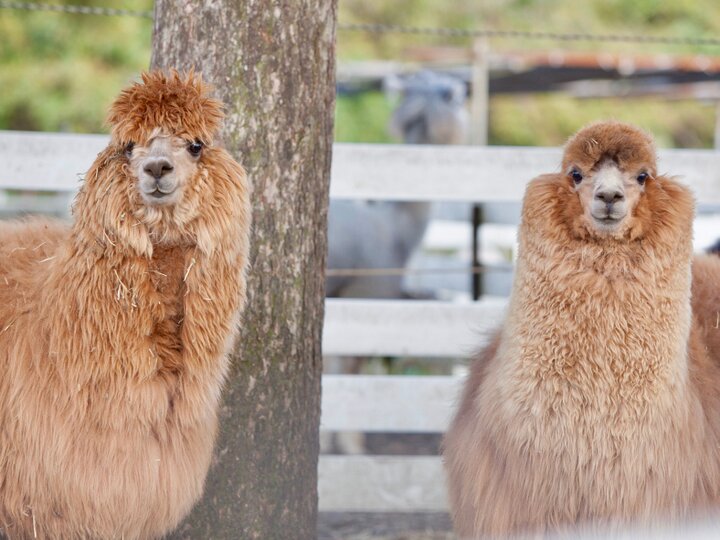 クリクリの瞳 もふもふの毛並みにキュン 那須アルパカ牧場 で癒やしのひと時 ことりっぷ