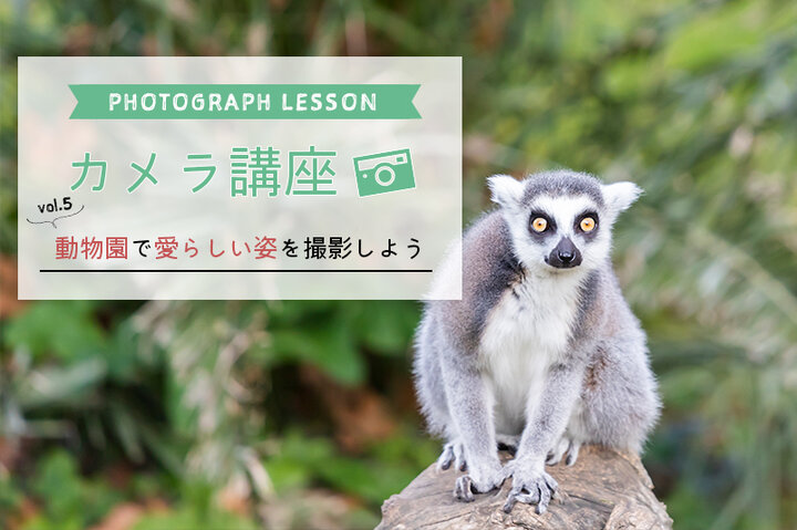 カメラ講座part5 動物園で愛らしい瞬間を撮影しよう ことりっぷ