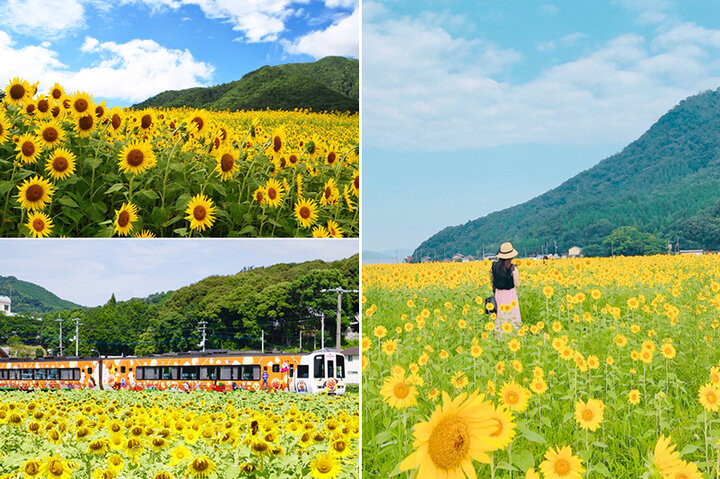 もうすぐ見頃の名所も 夏ならではの絶景に出会える西日本のひまわり畑6選 ことりっぷ