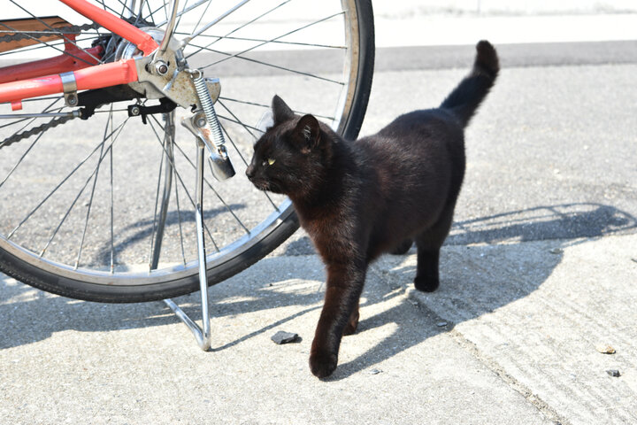 港では猫たちがおでむかえ