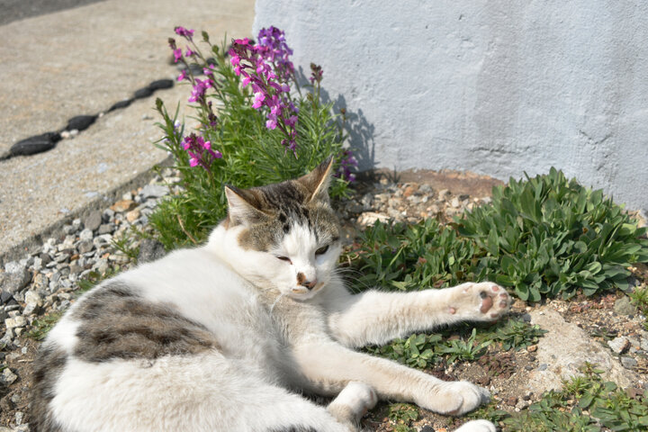 猫たちに癒されたら港へ戻ります